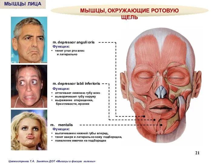 m. depressor anguli oris Функции: тянет угол рта вниз и латерально