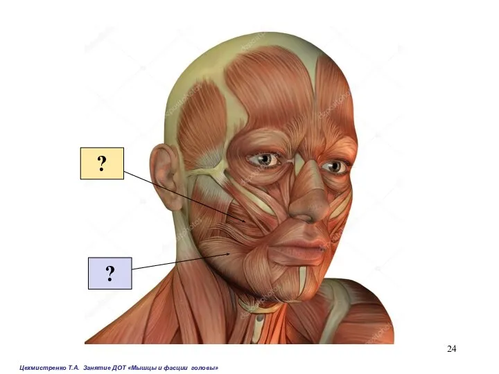 ? ? Цехмистренко Т.А. Занятие ДОТ «Мышцы и фасции головы»