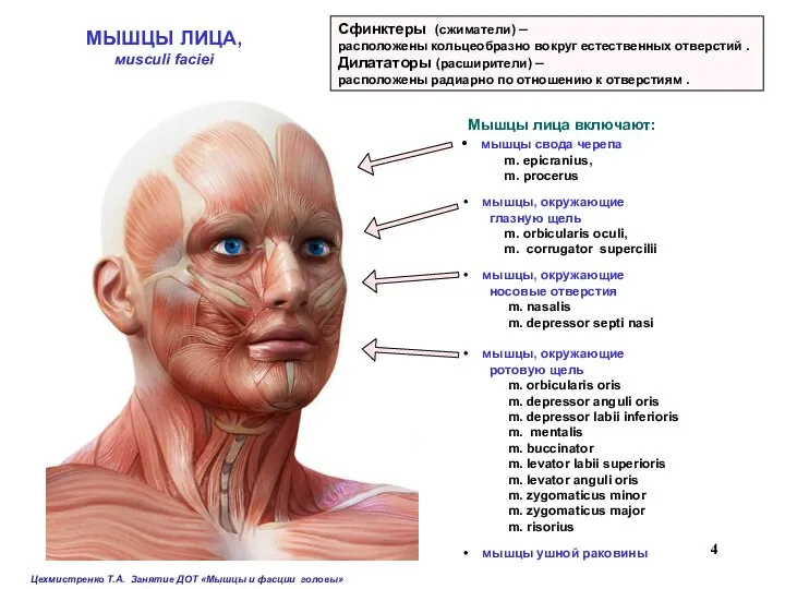 МЫШЦЫ ЛИЦА, мusculi faciei Сфинктеры (сжиматели) – расположены кольцеобразно вокруг естественных