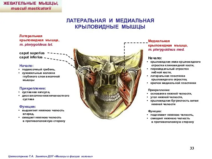 ЛАТЕРАЛЬНАЯ И МЕДИАЛЬНАЯ КРЫЛОВИДНЫЕ МЫШЦЫ Латеральная крыловидная мышца, m. pterygoideus lat.