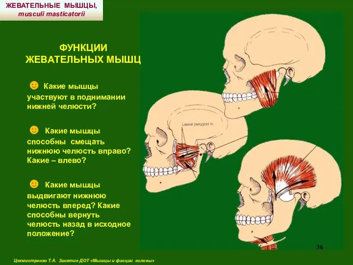 ФУНКЦИИ ЖЕВАТЕЛЬНЫХ МЫШЦ ЖЕВАТЕЛЬНЫЕ МЫШЦЫ, musculi masticatorii ☻ Какие мышцы участвуют