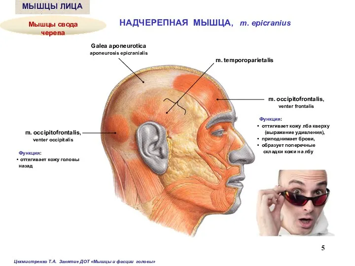 НАДЧЕРЕПНАЯ МЫШЦА, m. epicranius m. occipitofrontalis, venter frontalis Функция: оттягивает кожу