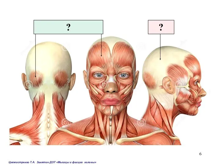 Цехмистренко Т.А. Занятие ДОТ «Мышцы и фасции головы» ? ?