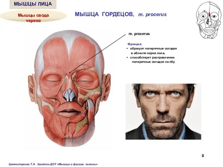 m. procerus Функция: образует поперечные складки в области корня носа, способствует