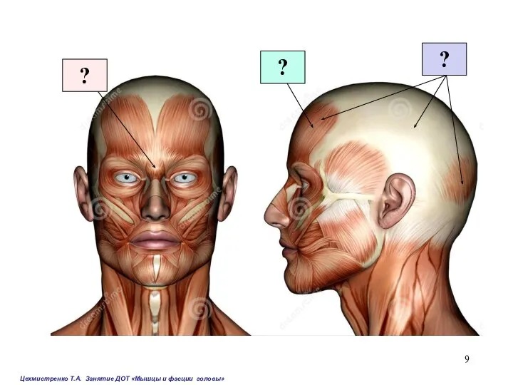 Цехмистренко Т.А. Занятие ДОТ «Мышцы и фасции головы» ? ? ?