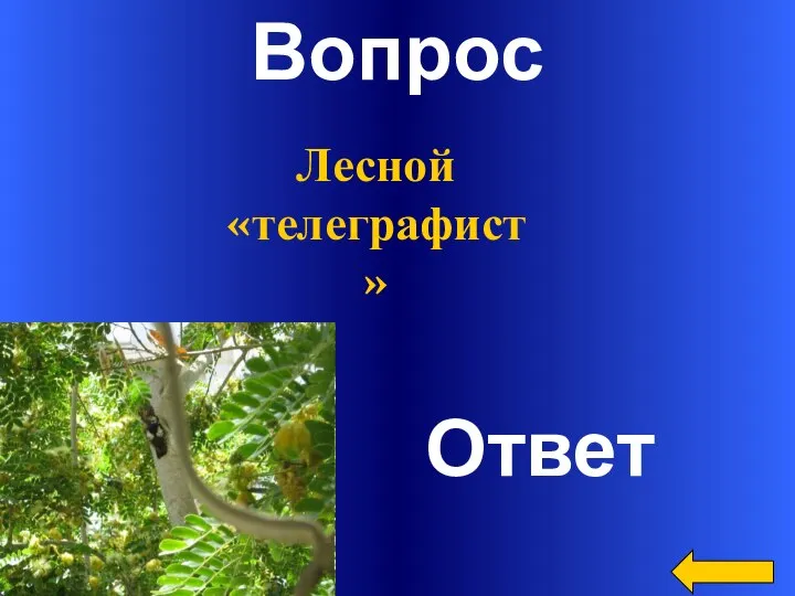 Вопрос Ответ Лесной «телеграфист»