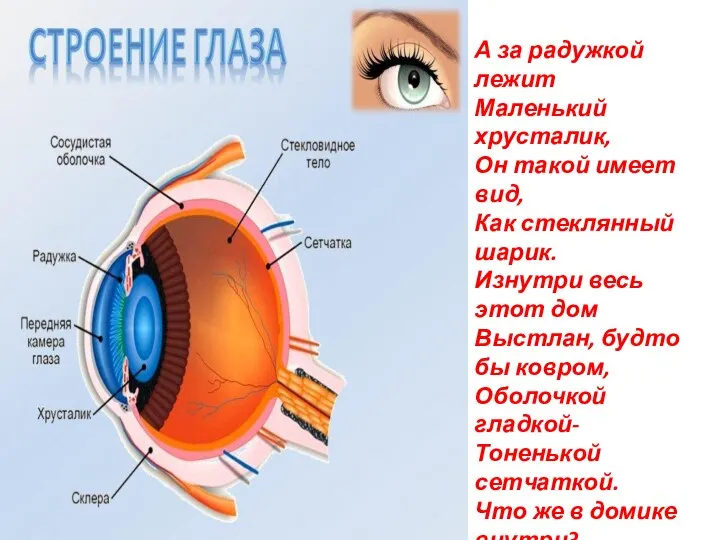 А за радужкой лежит Маленький хрусталик, Он такой имеет вид, Как