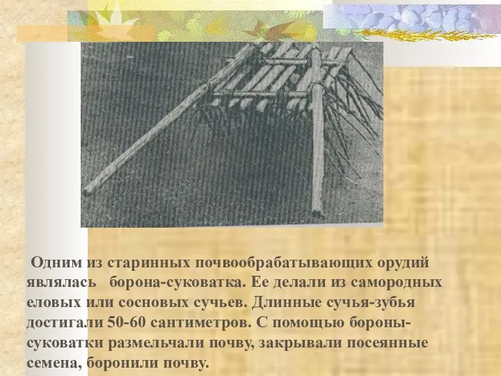 Одним из старинных почвообрабатывающих орудий являлась борона-суковатка. Ее делали из самородных