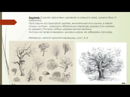 Задание: Сделать зарисовки деревьев из каждого окна, должно быть ¾ наброска.