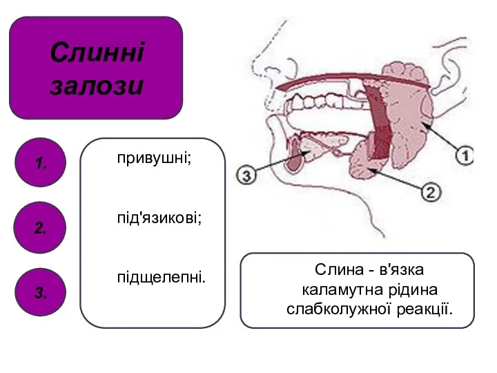 Слинні залози 2. 1. 3. привушні; під'язикові; підщелепні. Слина - в'язка каламутна рідина слабколужної реакції.