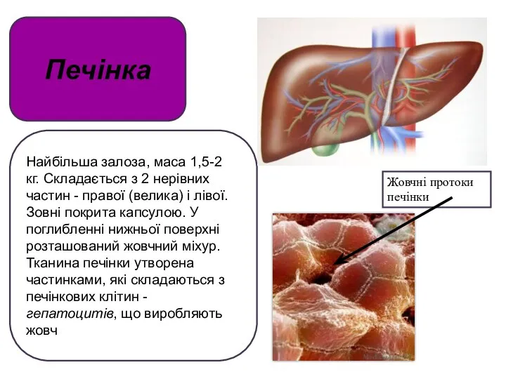 Печінка Найбільша залоза, маса 1,5-2 кг. Складається з 2 нерівних частин