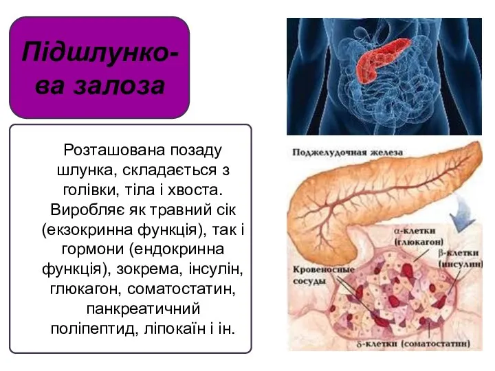 Підшлунко-ва залоза Розташована позаду шлунка, складається з голівки, тіла і хвоста.