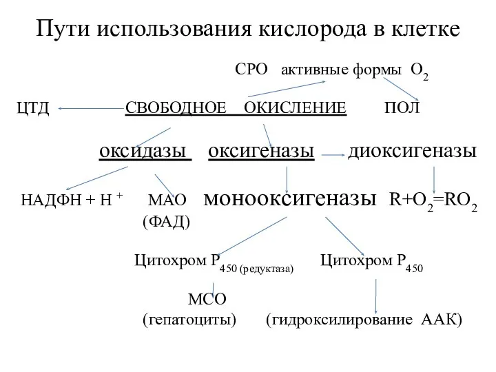 Пути использования кислорода в клетке СРО активные формы О2 ЦТД СВОБОДНОЕ