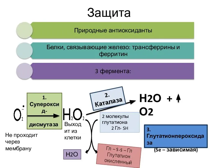 Защита 1. Супероксид- дисмутаза . 2. Каталаза Н2О + О2 2