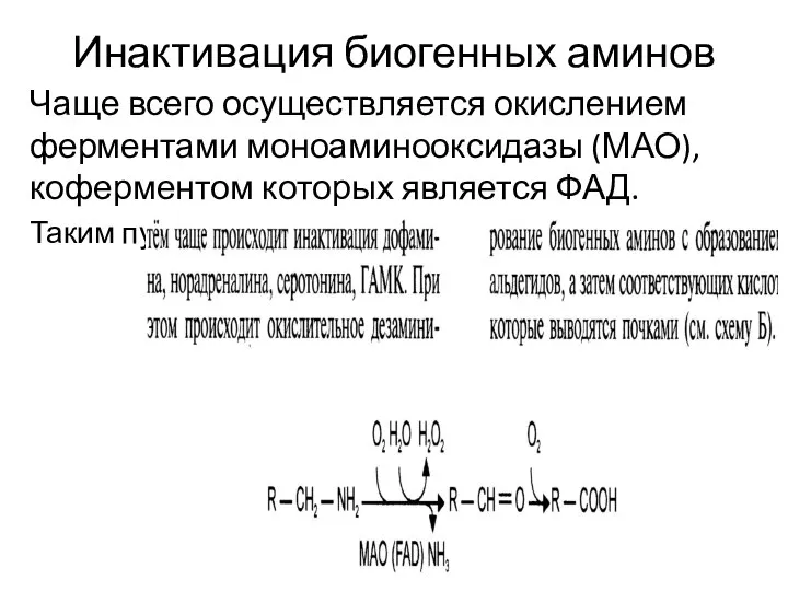 Инактивация биогенных аминов Чаще всего осуществляется окислением ферментами моноаминооксидазы (МАО), коферментом которых является ФАД. Таким пу