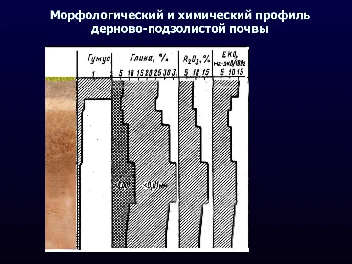 Морфологический и химический профиль дерново-подзолистой почвы