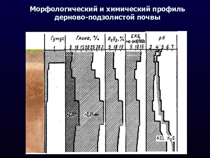 Морфологический и химический профиль дерново-подзолистой почвы