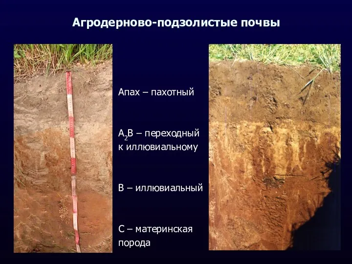 Агродерново-подзолистые почвы Апах – пахотный А2В – переходный к иллювиальному В