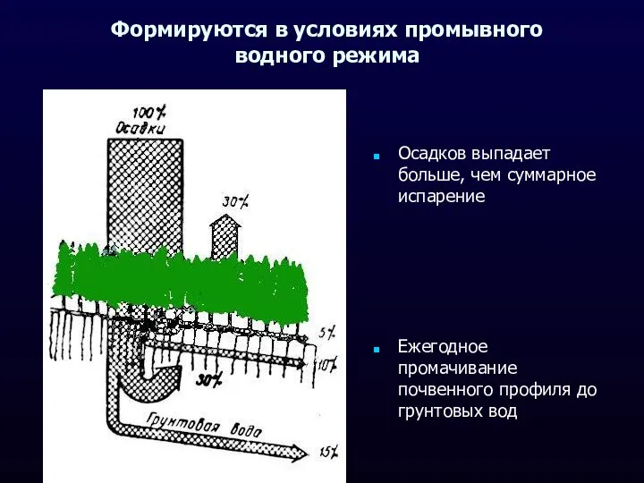 Формируются в условиях промывного водного режима Осадков выпадает больше, чем суммарное