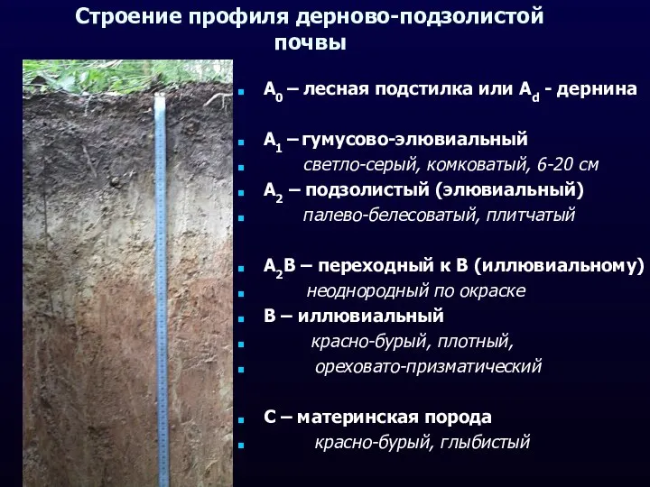 Строение профиля дерново-подзолистой почвы А0 – лесная подстилка или Аd -