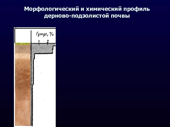 Морфологический и химический профиль дерново-подзолистой почвы
