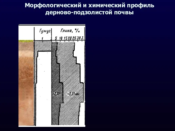 Морфологический и химический профиль дерново-подзолистой почвы