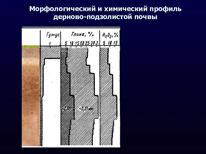 Морфологический и химический профиль дерново-подзолистой почвы