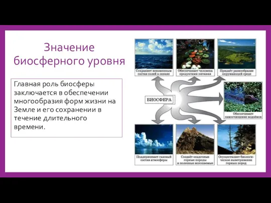 Значение биосферного уровня Главная роль биосферы заключается в обеспечении многообразия форм