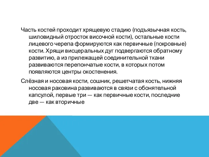 Часть костей проходит хрящевую стадию (подъязычная кость, шиловидный отросток височной кости),