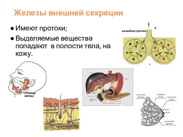 Железы внешней секреции Имеют протоки; Выделяемые вещества попадают в полости тела, на кожу.