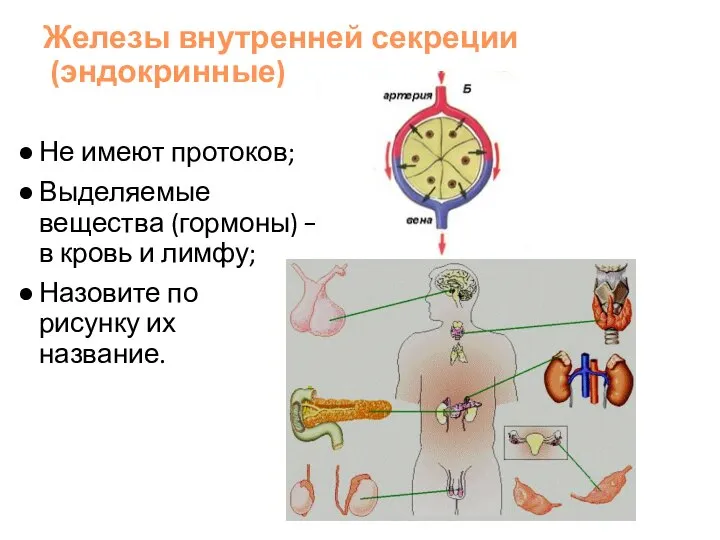 Железы внутренней секреции (эндокринные) Не имеют протоков; Выделяемые вещества (гормоны) –