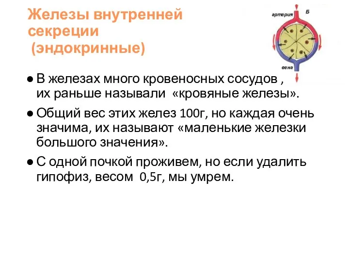 Железы внутренней секреции (эндокринные) В железах много кровеносных сосудов , их