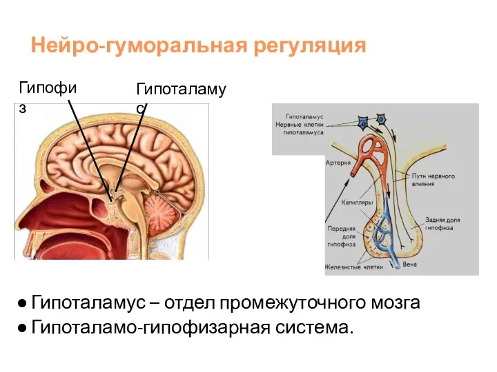 Нейро-гуморальная регуляция Гипоталамус – отдел промежуточного мозга Гипоталамо-гипофизарная система. Гипоталамус Гипофиз