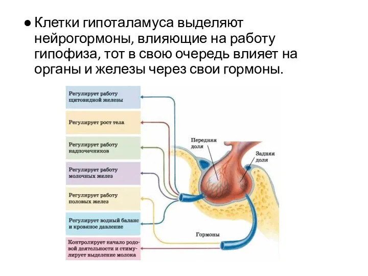 Клетки гипоталамуса выделяют нейрогормоны, влияющие на работу гипофиза, тот в свою