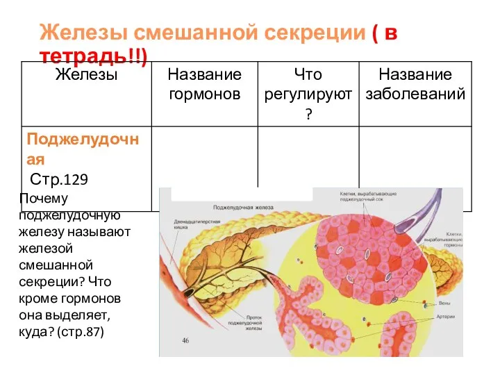 Железы смешанной секреции ( в тетрадь!!) Почему поджелудочную железу называют железой