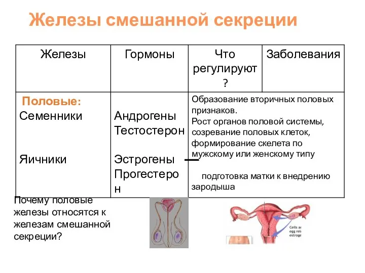 Железы смешанной секреции Почему половые железы относятся к железам смешанной секреции?