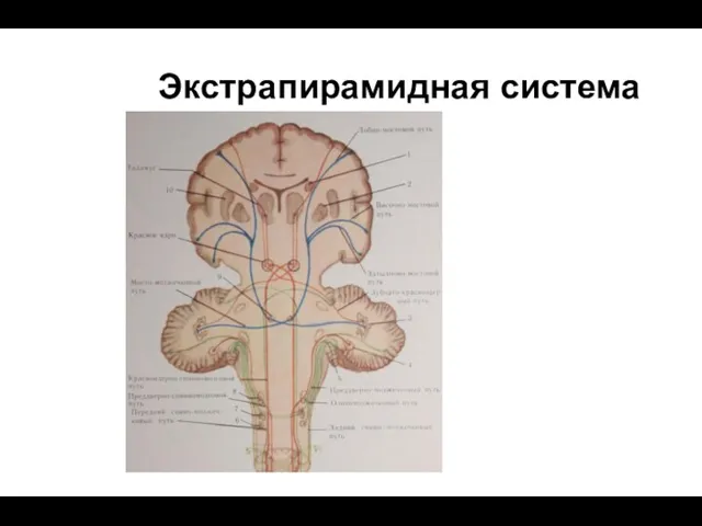 Экстрапирамидная система