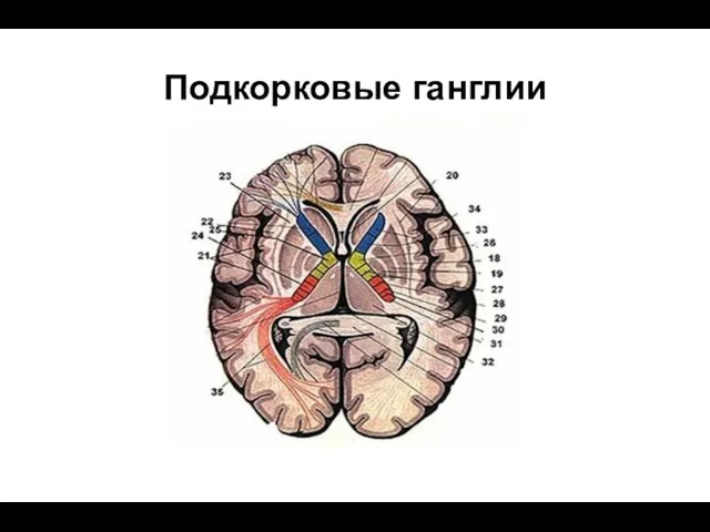 Подкорковые ганглии