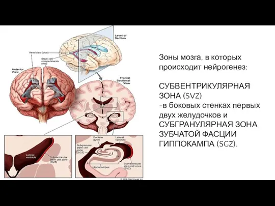 Зоны мозга, в которых происходит нейрогенез: СУБВЕНТРИКУЛЯРНАЯ ЗОНА (SVZ) -в боковых