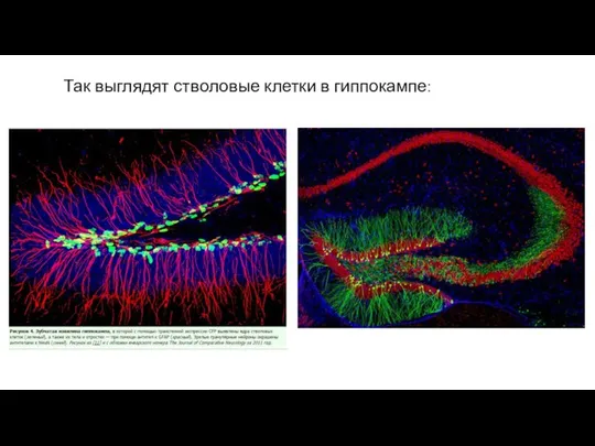 Так выглядят стволовые клетки в гиппокампе: