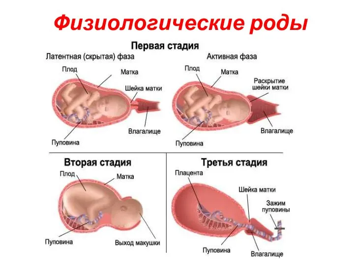 Физиологические роды