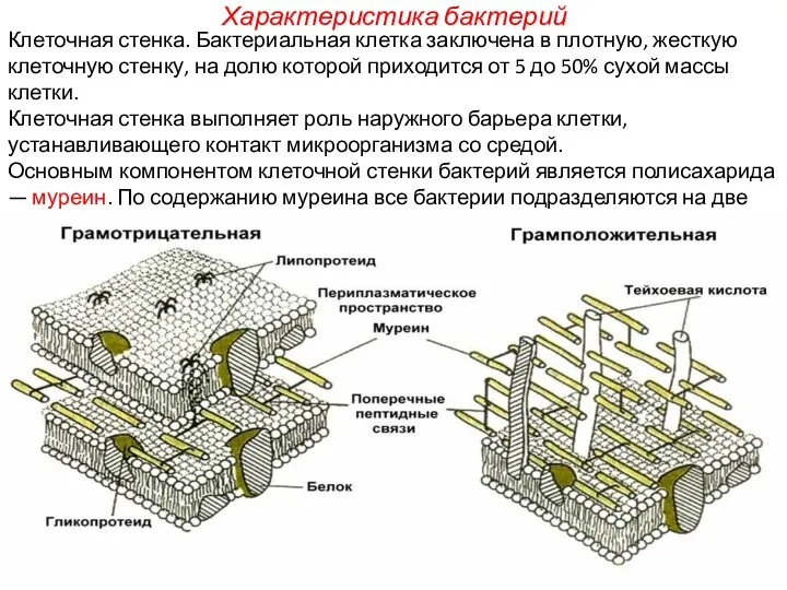 Клеточная стенка. Бактериальная клетка заключена в плотную, жесткую клеточную стенку, на