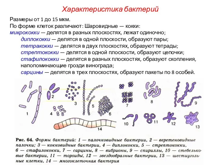 Размеры от 1 до 15 мкм. По форме клеток различают: Шаровидные