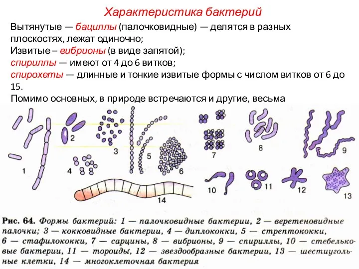 Вытянутые — бациллы (палочковидные) — делятся в разных плоскостях, лежат одиночно;