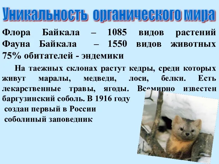 Уникальность органического мира Флора Байкала – 1085 видов растений Фауна Байкала