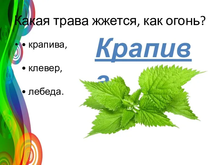 Какая трава жжется, как огонь? • крапива, • клевер, • лебеда. Крапива