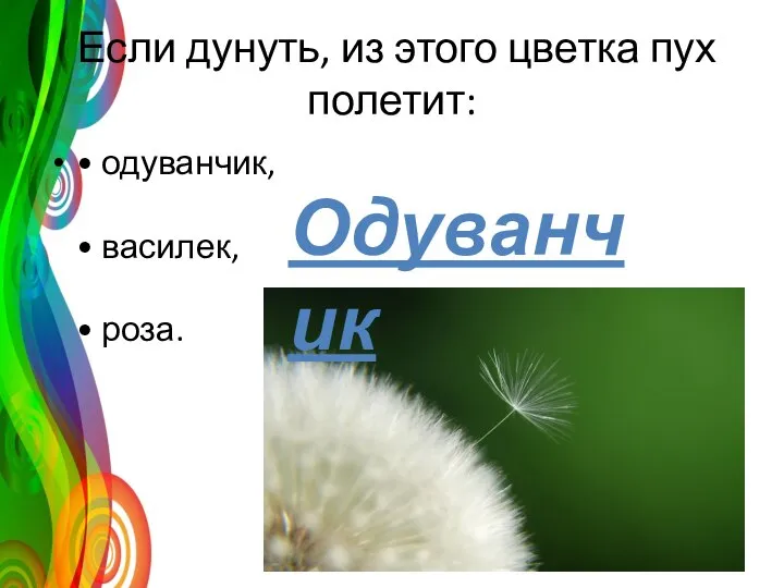 Если дунуть, из этого цветка пух полетит: • одуванчик, • василек, • роза. Одуванчик