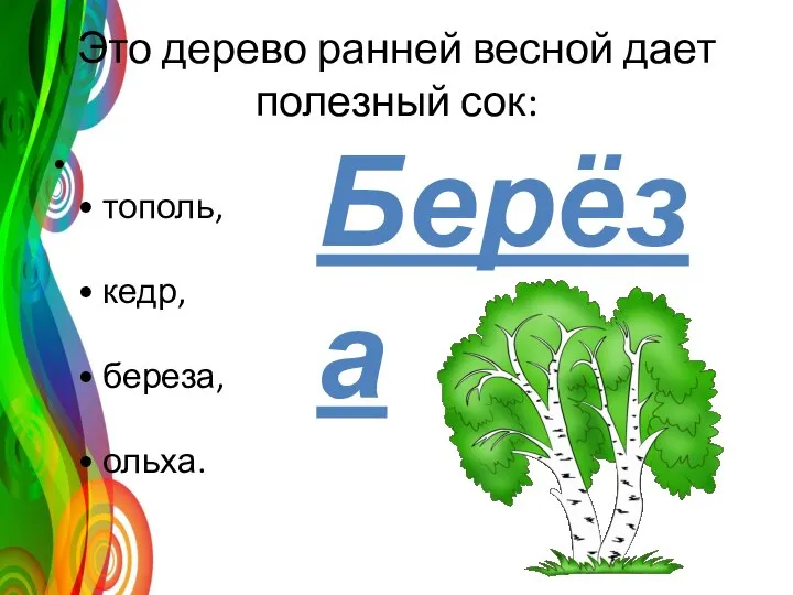 Это дерево ранней весной дает полезный сок: • тополь, • кедр, • береза, • ольха. Берёза