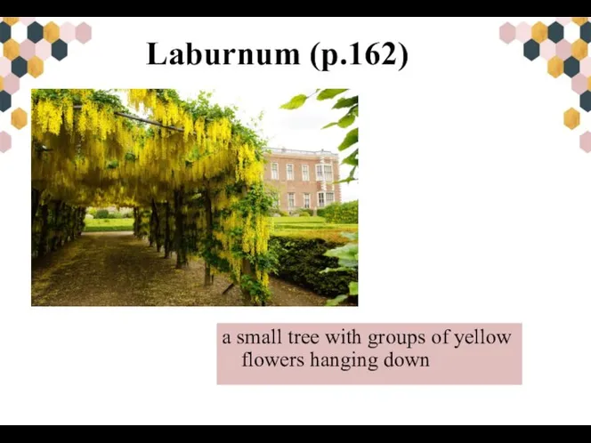 Laburnum (p.162) a small tree with groups of yellow flowers hanging down