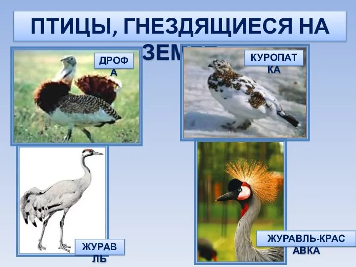 ПТИЦЫ, ГНЕЗДЯЩИЕСЯ НА ЗЕМЛЕ ДРОФА КУРОПАТКА ЖУРАВЛЬ ЖУРАВЛЬ-КРАС АВКА